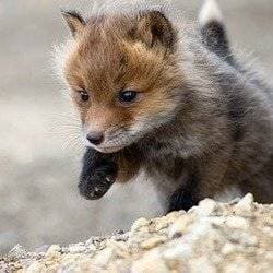 Foxboyswitch profile